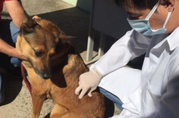 Vacinação de Rotina contra a Raiva para cães e gatos terá agendamento online