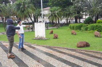 Prefeitura inicia programa de controle populacional de Capivaras em Águas de Lindoia