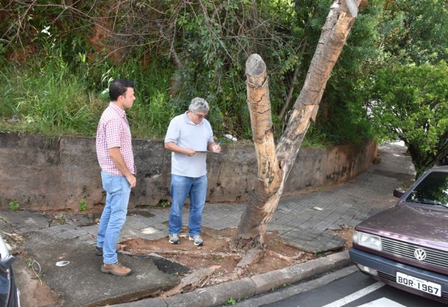 Secretaria contará com parceria técnica da Embrapa para realizar Plano de Arborização